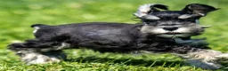 Miniature Schnauzer dogs for sale: Pepsi - Ad 5
