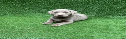 Labrador Retriever dogs for sale: Chloe - Ad 3