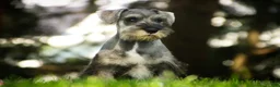 Miniature Schnauzer dogs for sale: Quest Miniature Schnauzer  - Ad 7