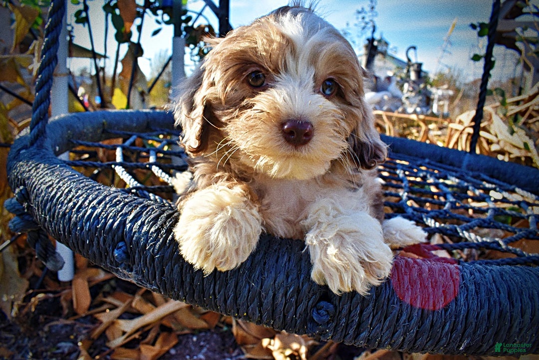 Havapoo dogs for sale: Oakley - Ad 3