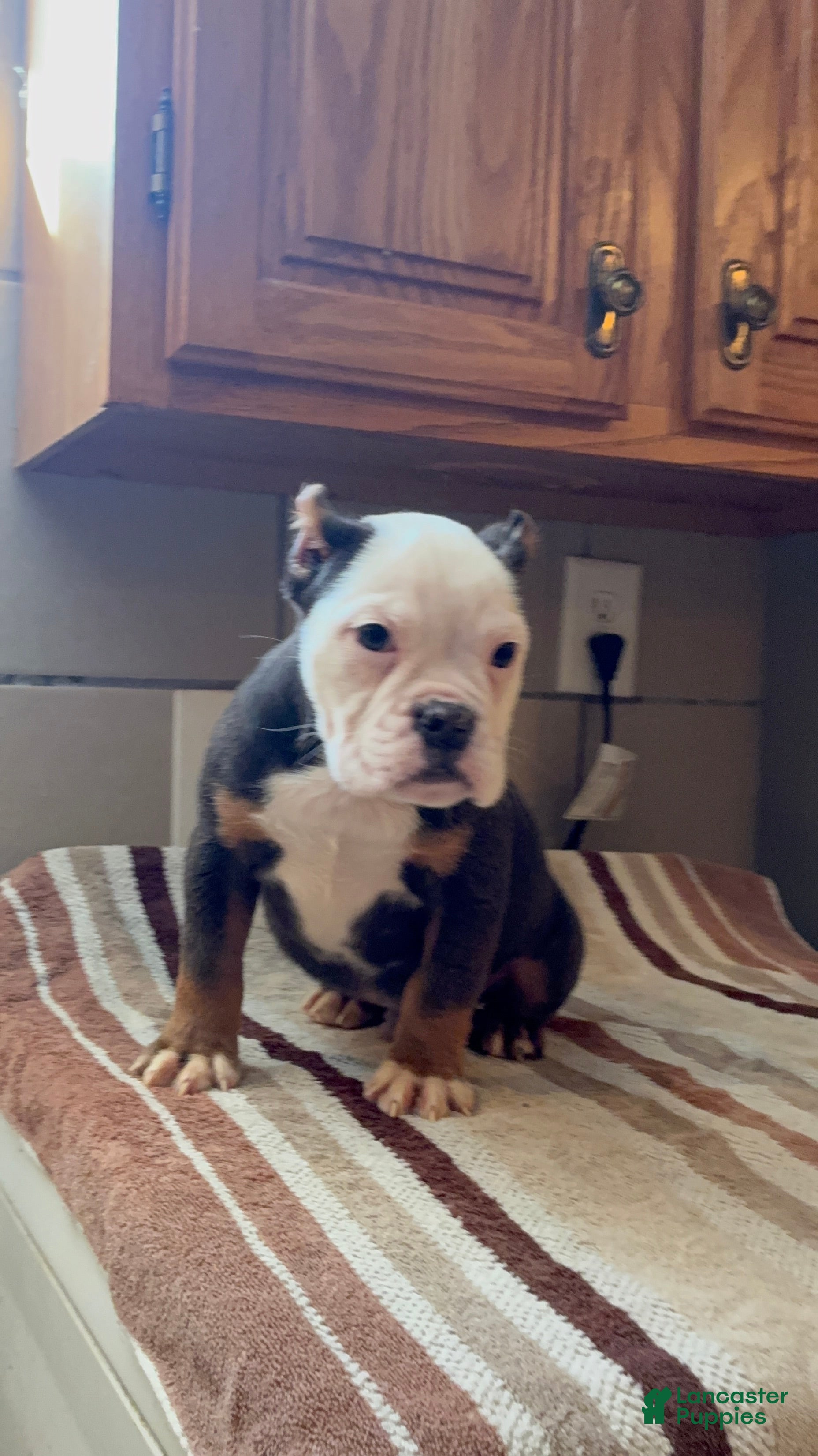 Mixed Breed dogs Turbo Merle blue eyes - Ad 1