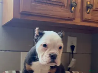 Mixed Breed dogs for sale: Turbo Merle blue eyes - Ad 4