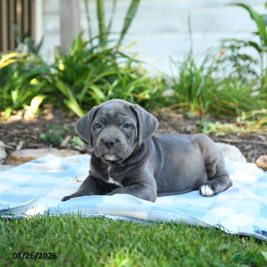 Cane Corso dogs Walter - Ad 2