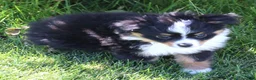 Toy Australian Shepherd dogs for sale: Twila adorable black tri small Toy Aussie - Ad 2