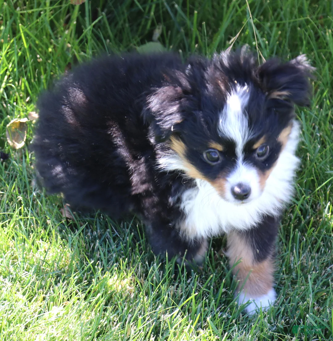 Toy Australian Shepherd dogs for sale: Twila adorable black tri small Toy Aussie - Ad 2