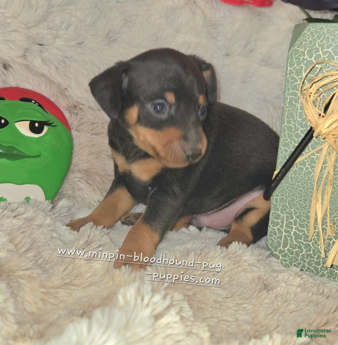 Miniature Pinscher dogs for sale: Dugan black and rust - Ad 3