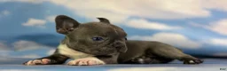 Frenchton dogs for sale: Lionel  - Ad 6