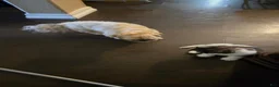 Mixed Breed dogs for sale: Mixed Breed 1 - Ad 6