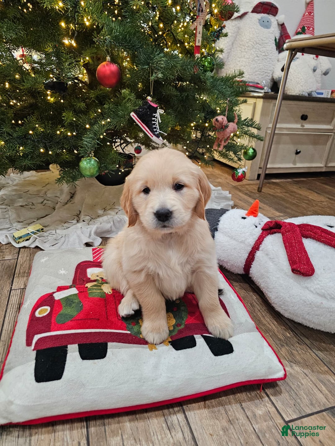 Golden Retriever dogs for sale: Golden Retriever Puppy 6 - Ad 16