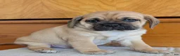 Puggle dogs for sale: Chuck  - Ad 5