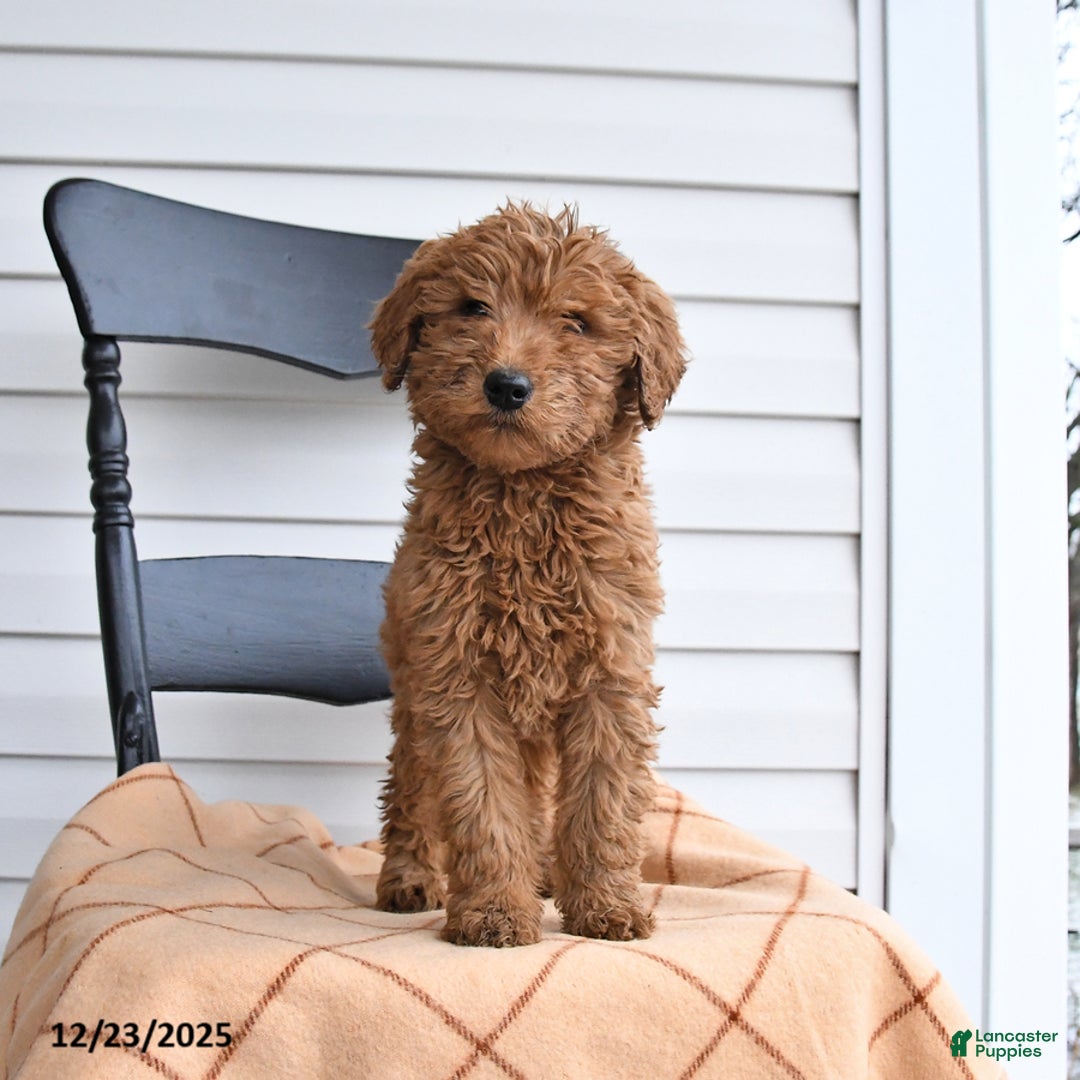 Goldendoodle dogs for sale: Bandit - Ad 2