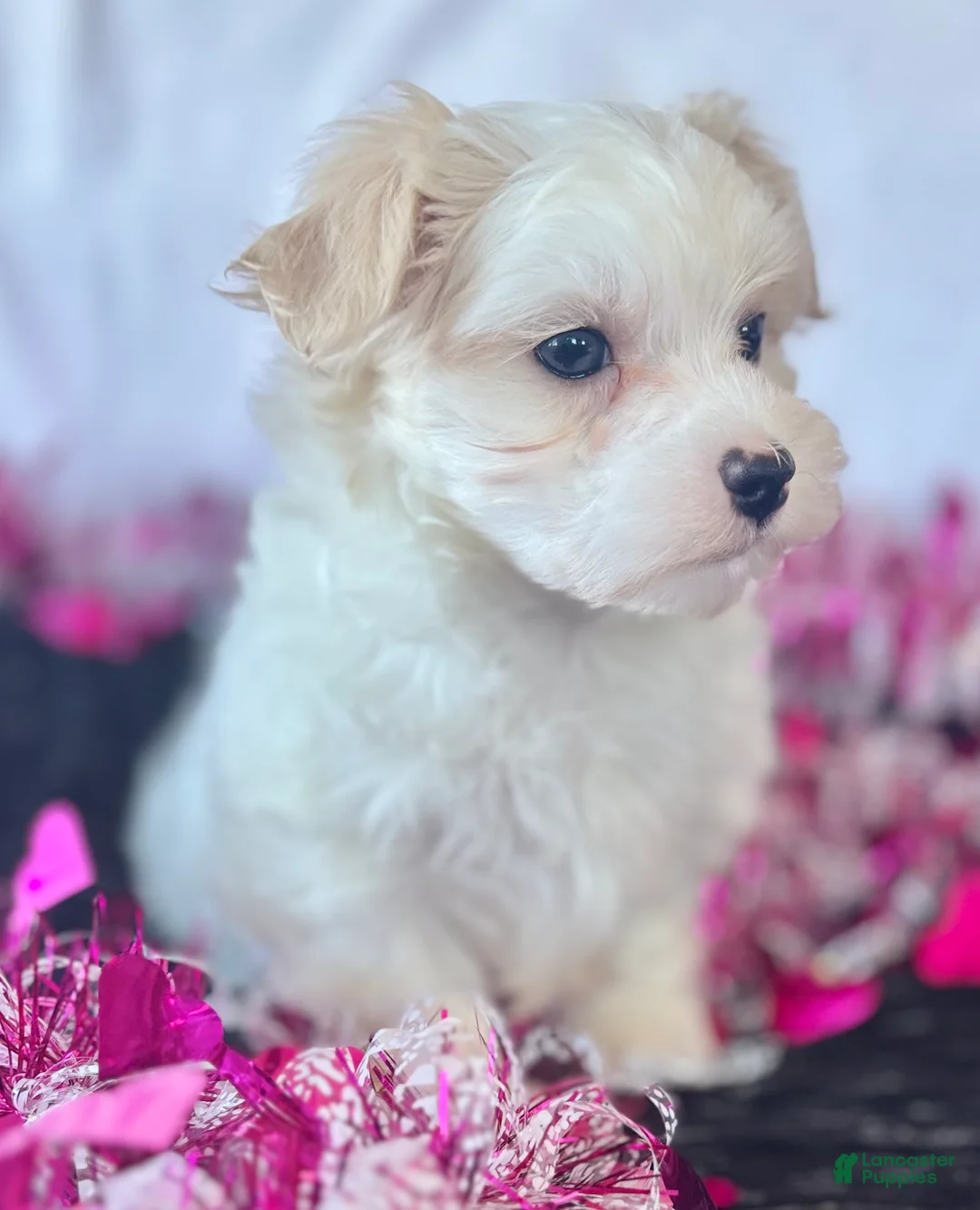 Maltese dogs for sale: Colton - Ad 13