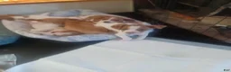 Mixed Breed dogs for sale: Mixed Breed 3 - Ad 3