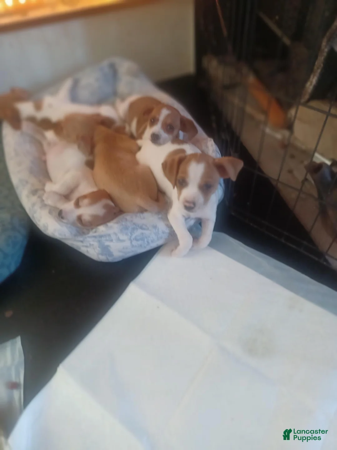 Mixed Breed dogs for sale: Mixed Breed 3 - Ad 3