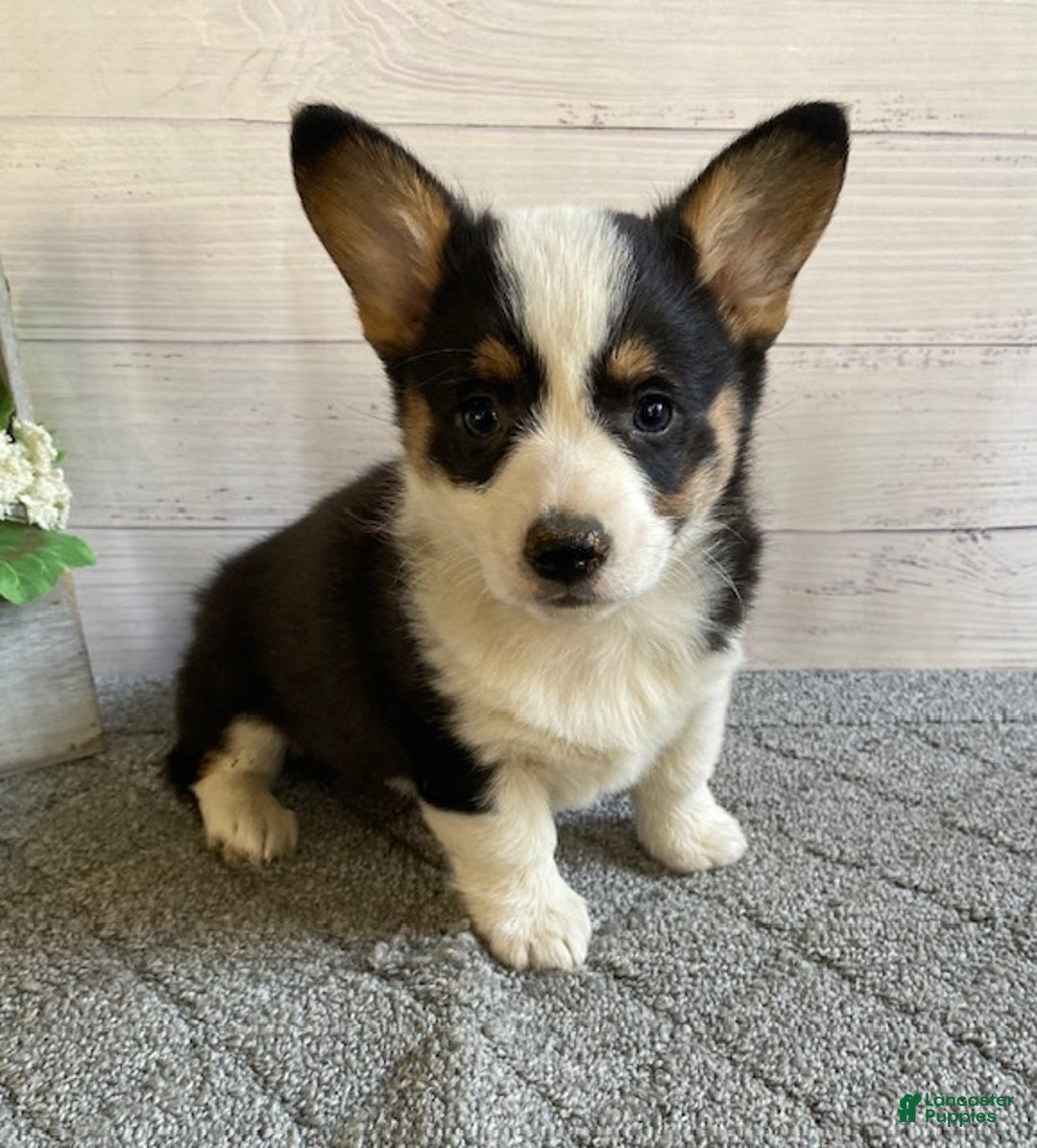 Welsh Corgi Pembroke dogs for sale: Polly - Ad 1