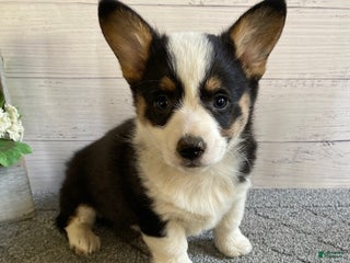 Welsh Corgi Pembroke dogs Polly - Ad 41