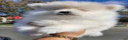 Pomeranian dogs for sale: BEARFACE ALVIN - Ad 3
