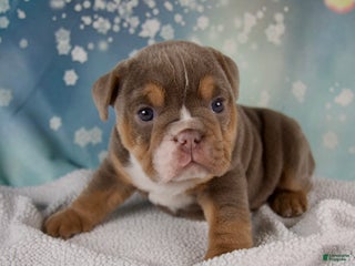 Mixed Breed dogs Flicka - Ad 1