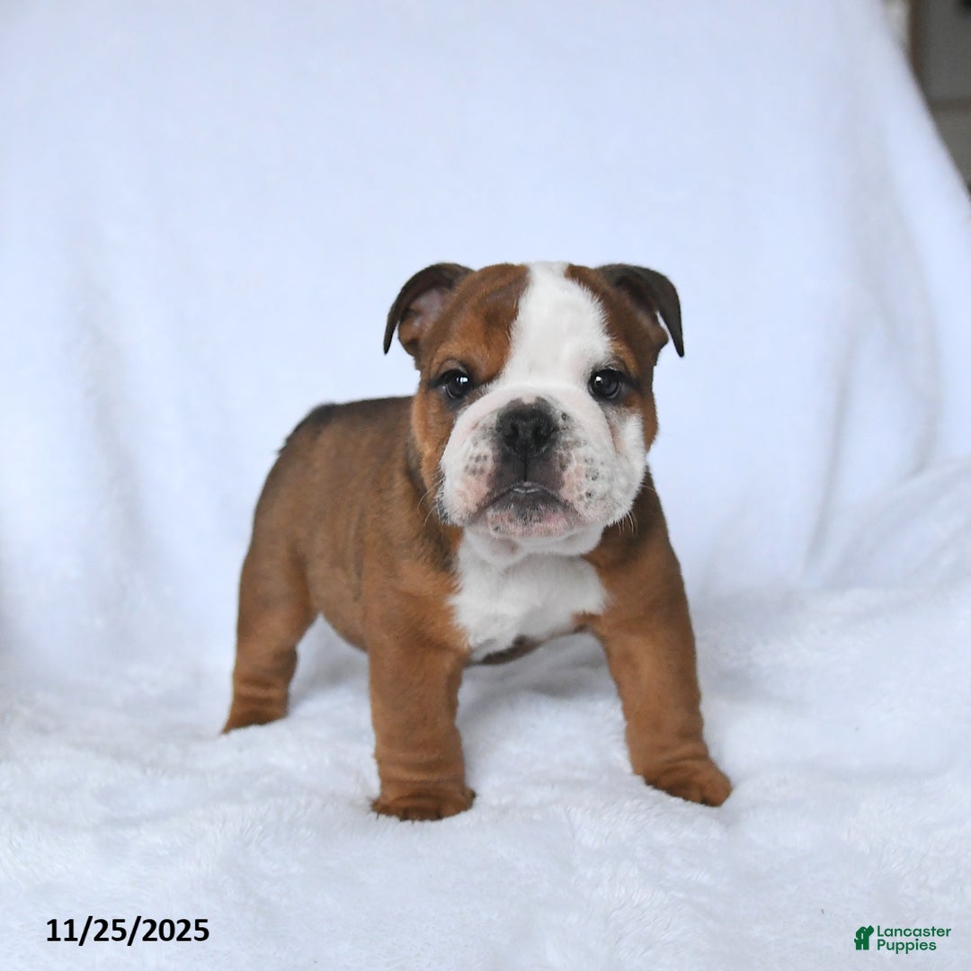 English Bulldog dogs for sale: Prince   - Ad 5