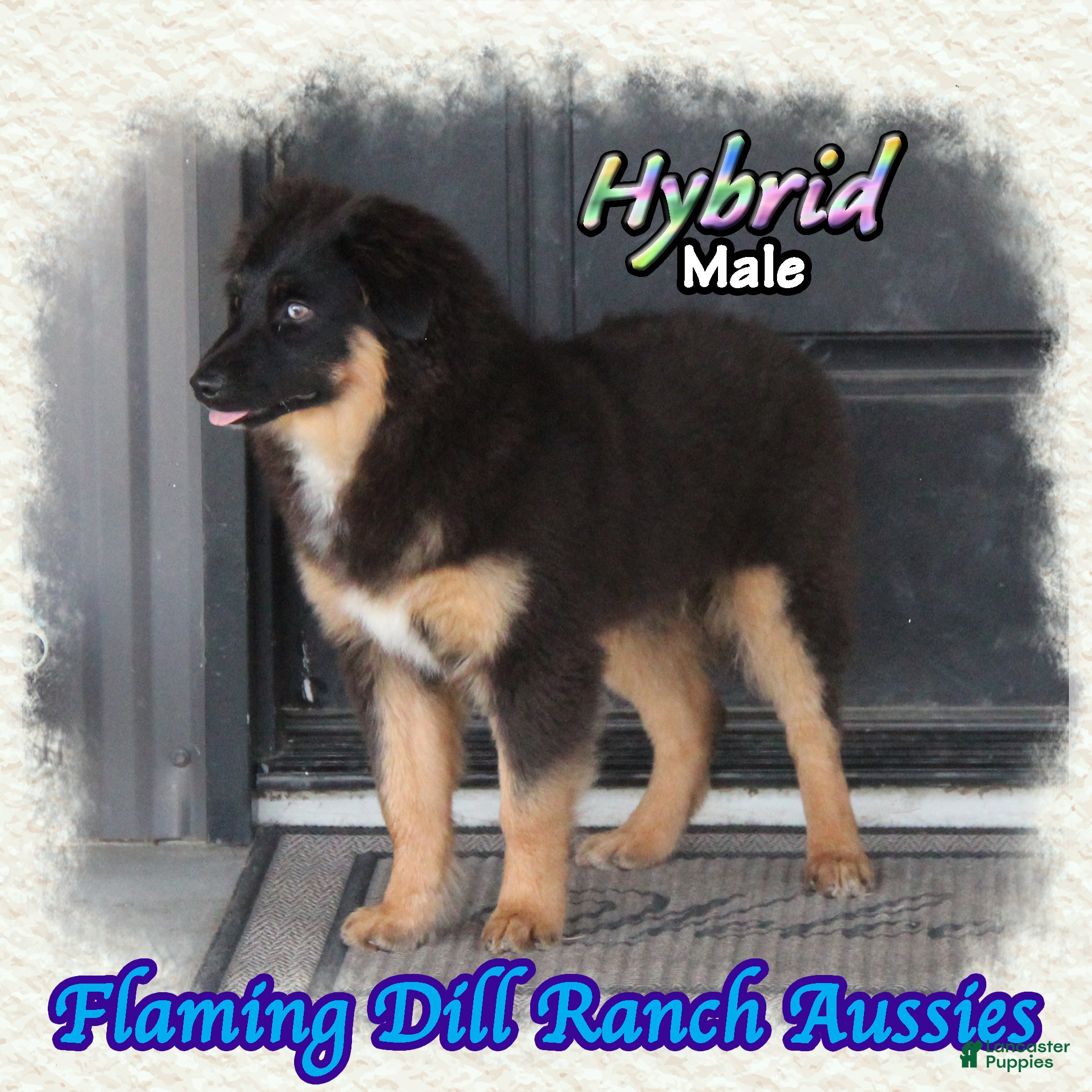Miniature Australian Shepherd dogs for sale: Hybrid - Ad 2