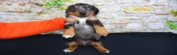 Miniature Dachshund dogs for sale: Avery - Ad 8