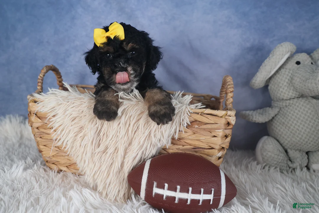 Miniature Poodle dogs for sale: Rocko - Ad 1