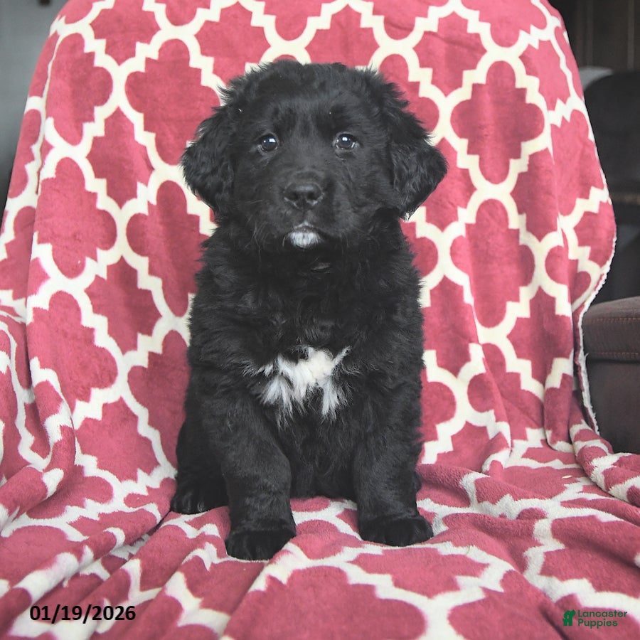 Mixed Breed dogs Sugar - Ad 35