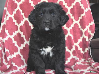 Mixed Breed dogs Sugar - Ad 7