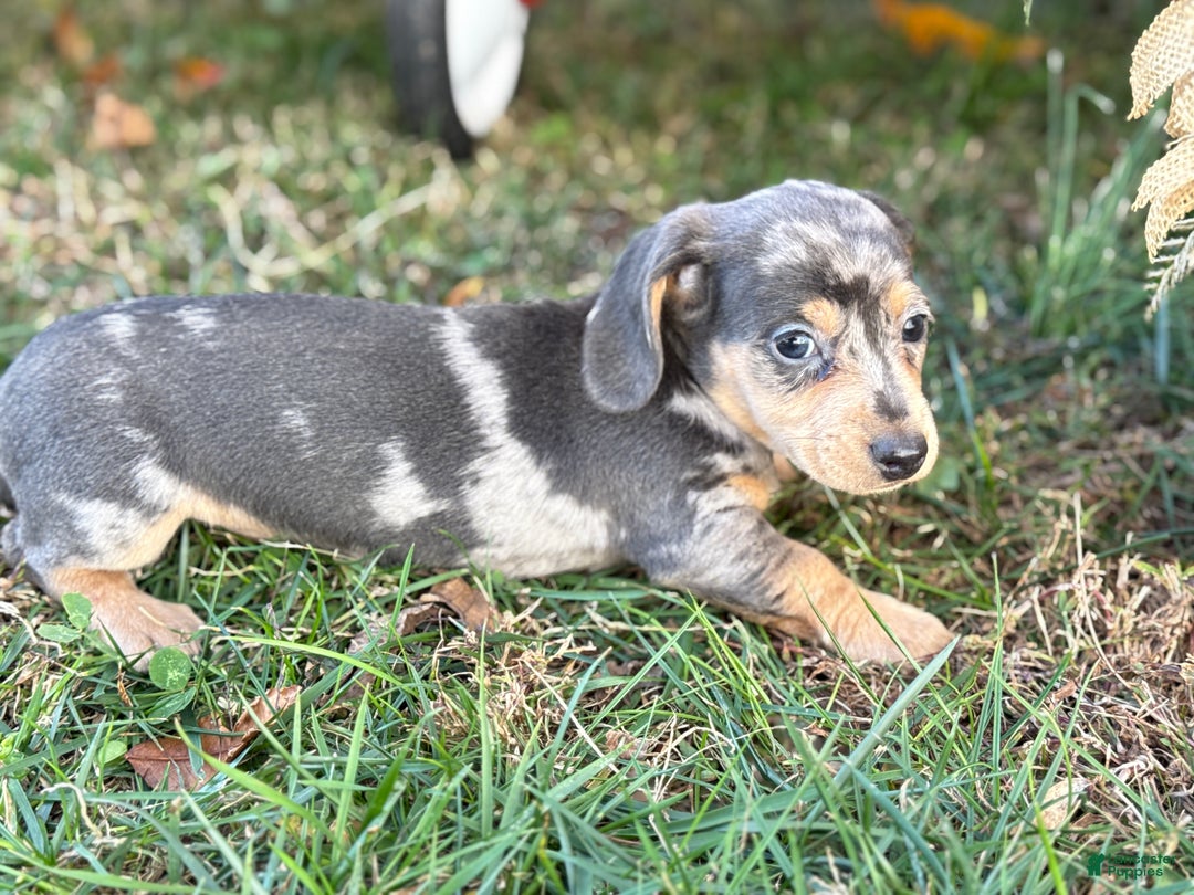 Miniature Dachshund dogs for sale: Coco - Ad 7