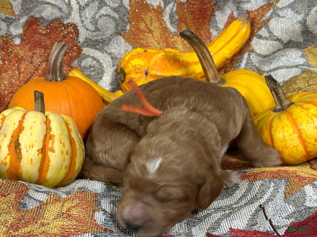 Goldendoodle dogs for sale: Orange - Ad 1