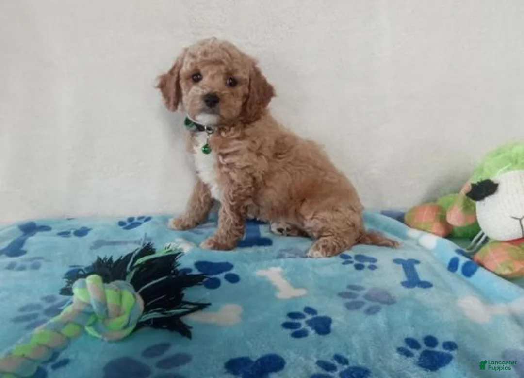 Maltipoo dogs for sale: Marvin  - Ad 4