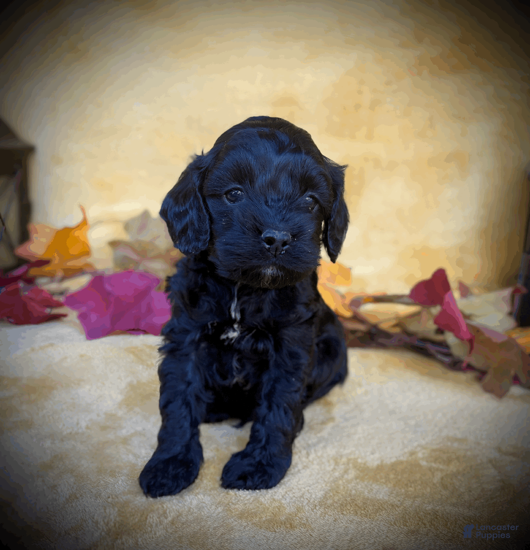 Cockapoo dogs for sale: Blaze - Ad 9