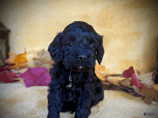 Cockapoo dogs - Ad 15