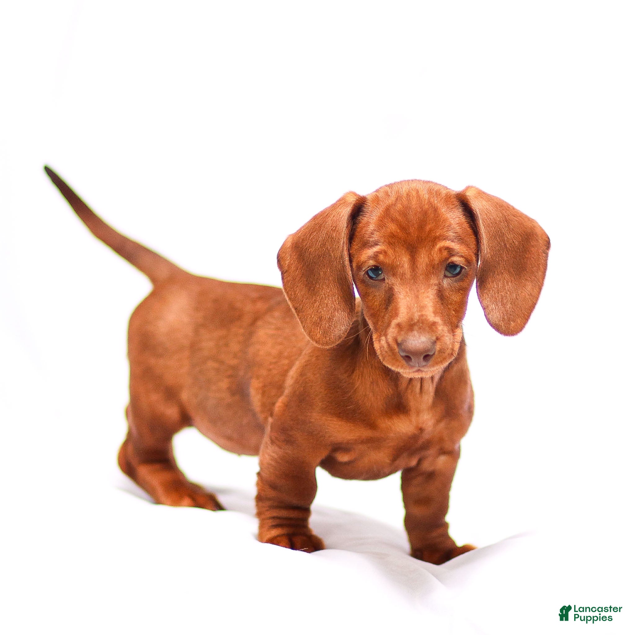Miniature Dachshund dogs Willow - Ad 1