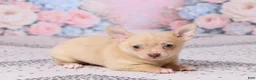 Chihuahua dogs for sale: Freddy - Ad 4