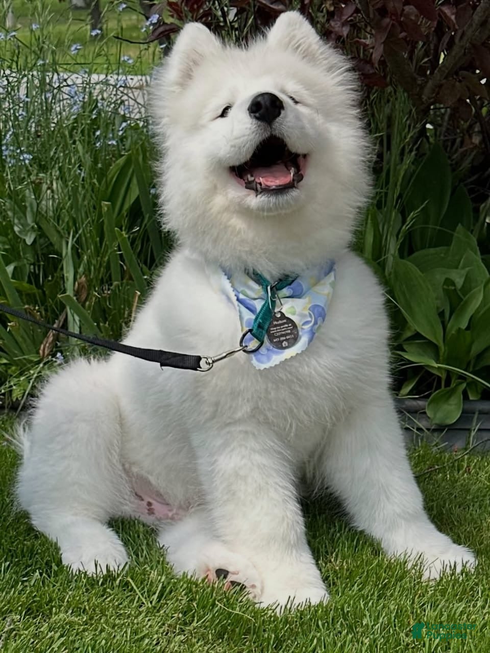 Samoyed dogs Hudson - Ad 9