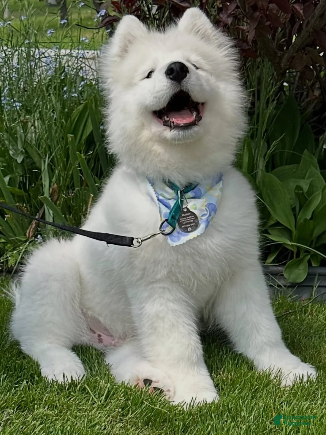 Samoyed dogs for sale: Hudson - Ad 1