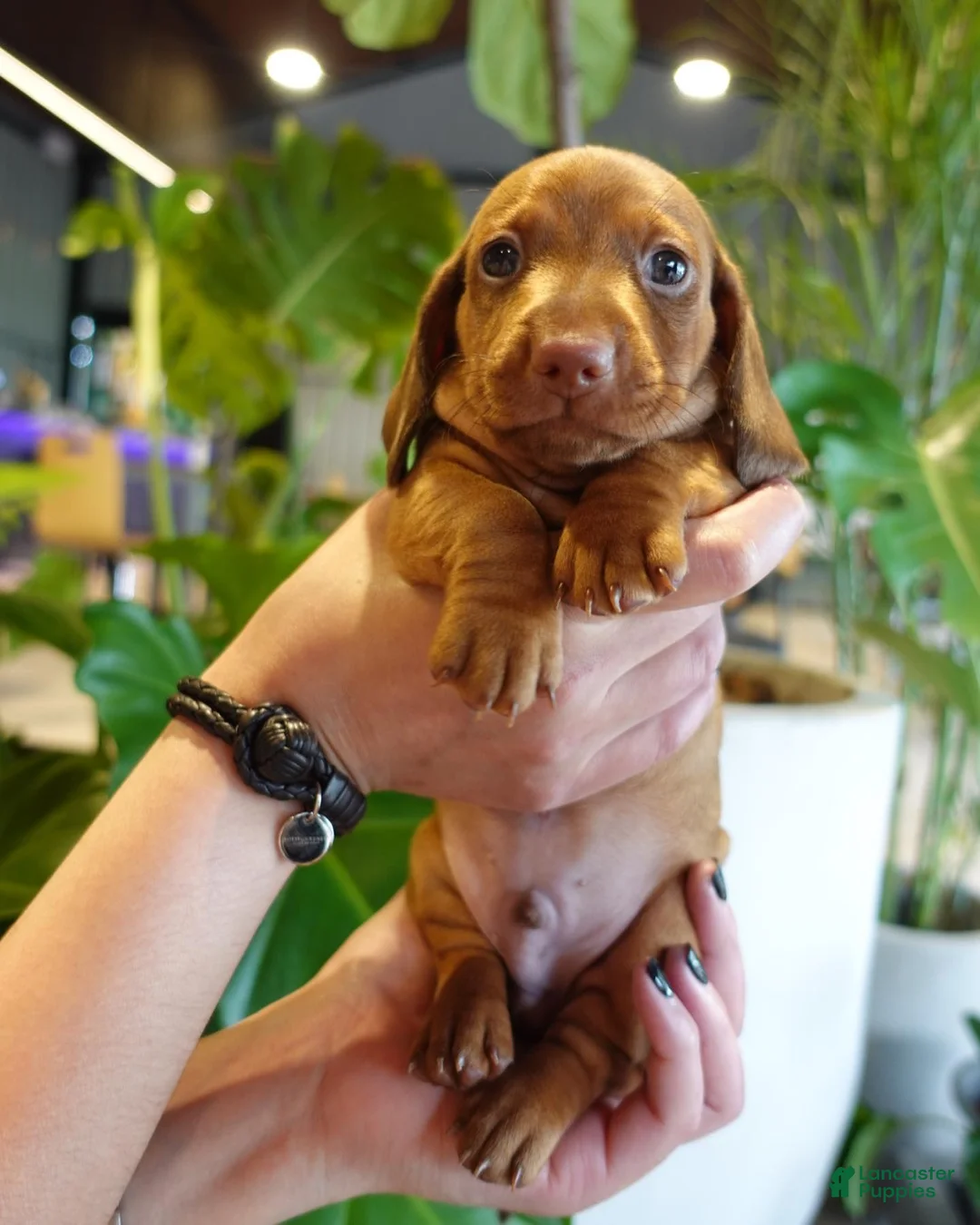 Miniature Dachshund dogs for sale: Miniature Dachshund Puppy 3 - Ad 2