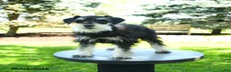 Miniature Schnauzer dogs for sale: Bonny - Ad 3