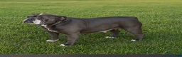 Olde English Bulldogge dogs for sale: Scout - Ad 7