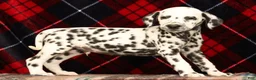 Dalmatian dogs for sale: Rambo - Ad 6