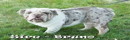 English Bulldog dogs for sale: Diesel - Ad 11