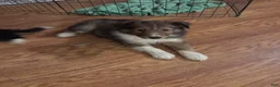 Shetland Sheepdog dogs for sale: Shetland Sheepdog-Dozer - Ad 2
