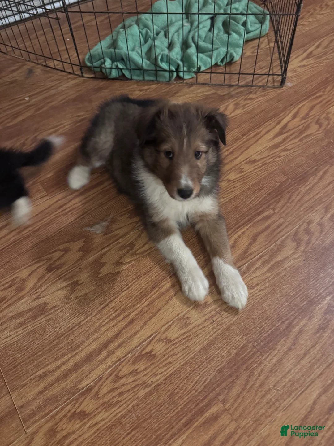 Shetland Sheepdog dogs for sale: Shetland Sheepdog-Dozer - Ad 2