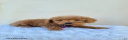 Miniature Poodle dogs for sale: Gary - Ad 4