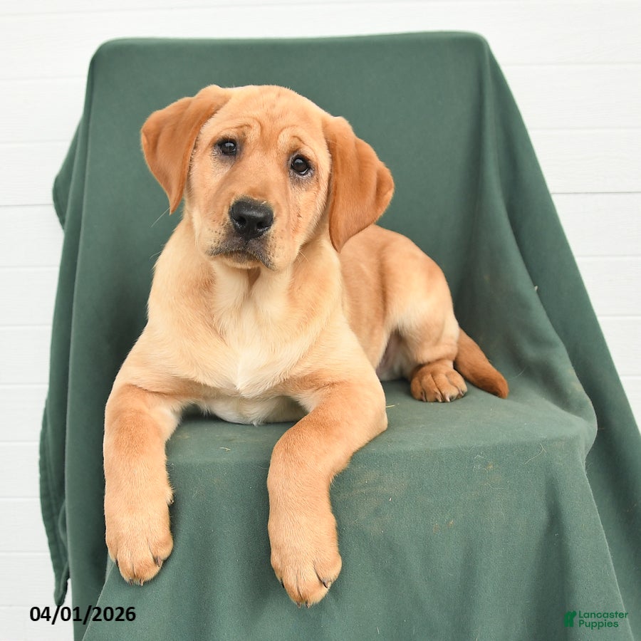 Labrador Retriever dogs Gaby - Ad 2