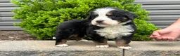 Bernese Mountain Dog dogs for sale: Bruno - Ad 2