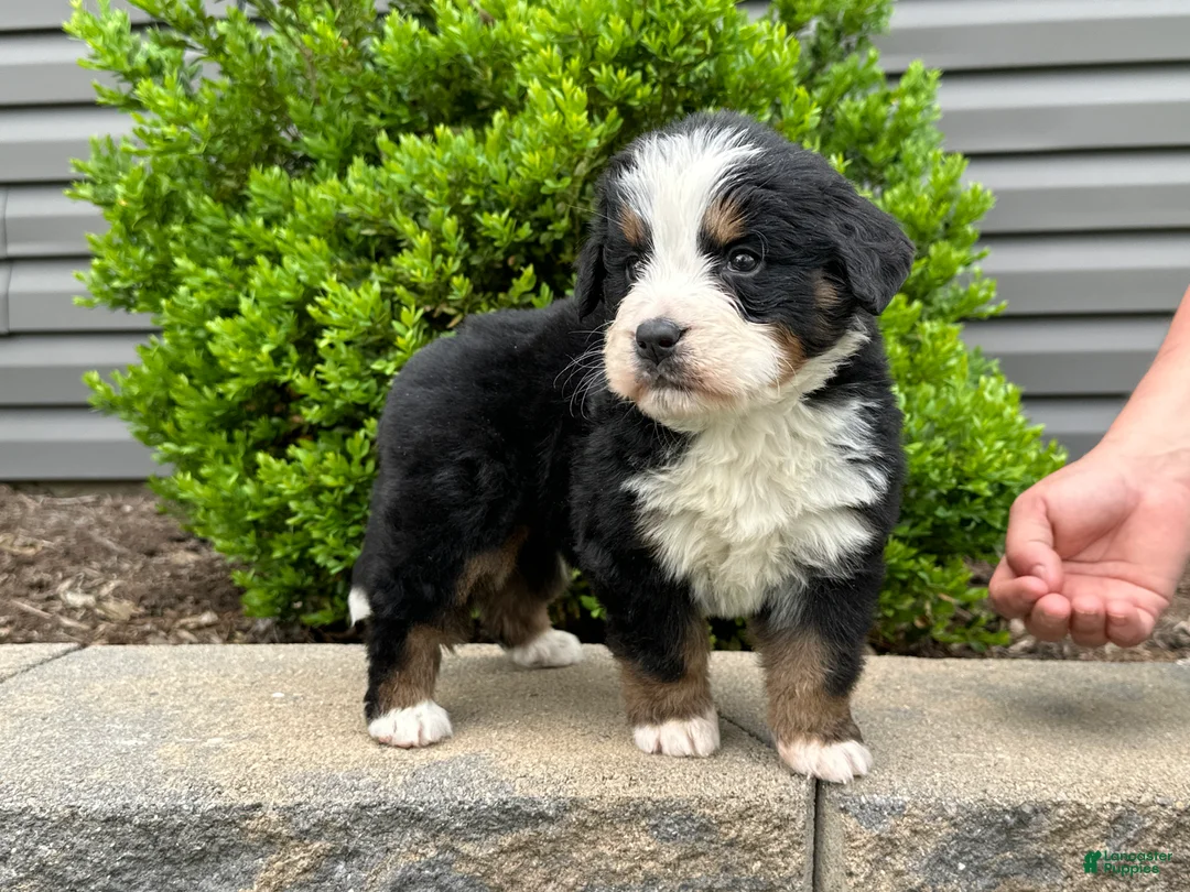 Bernese Mountain Dog dogs for sale: Bruno - Ad 2