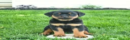 Rottweiler dogs for sale: Buttercup  - Ad 1