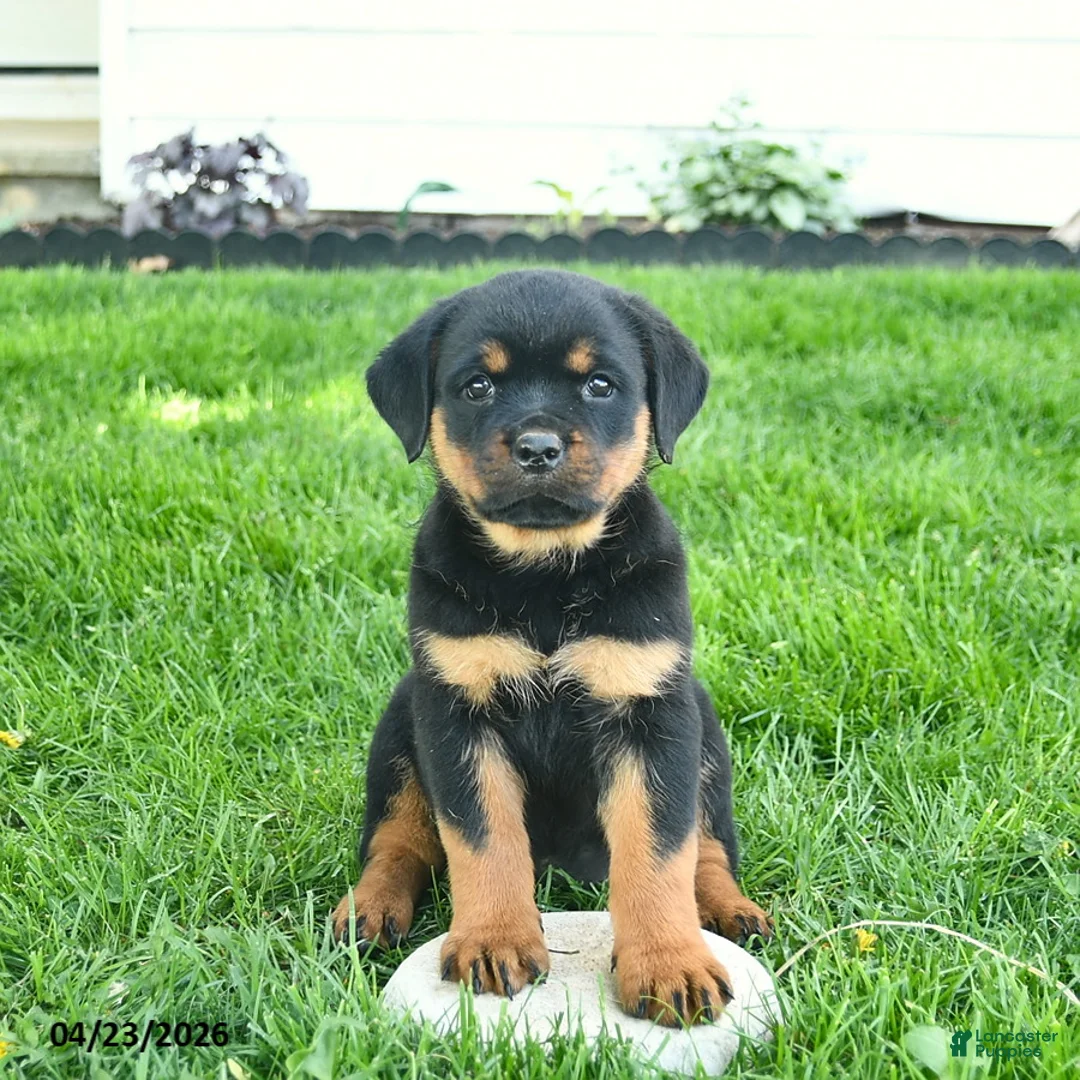 Rottweiler dogs for sale: Buttercup  - Ad 1